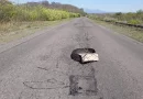 Rota 16 e a obra esquecida