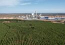 Boom da celulose atrai estrangeiros e eleva preço da terra em até 62,7% em MS