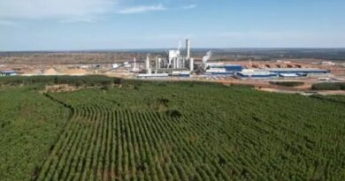 Boom da celulose atrai estrangeiros e eleva preço da terra em até 62,7% em MS
