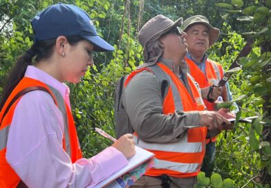 Inventário florestal fortalece a gestão ambiental do acesso à ponte bioceânica