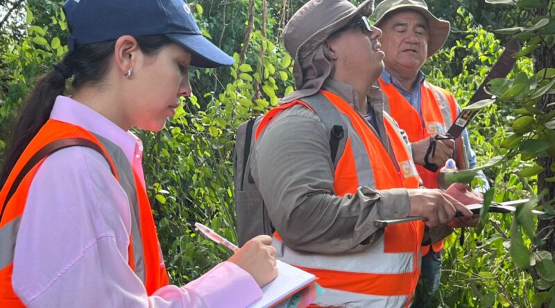 Inventário florestal fortalece a gestão ambiental do acesso à ponte bioceânica