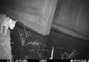 Monitoramento confirma que a fauna do Chaco atravessa a Rota Bioceânica