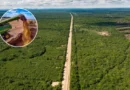 Nova rota da soja vai atravessar floresta ameaçada entre Brasil e Bolívia com aval de magnatas do agro