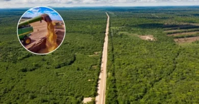 Nova rota da soja vai atravessar floresta ameaçada entre Brasil e Bolívia com aval de magnatas do agro