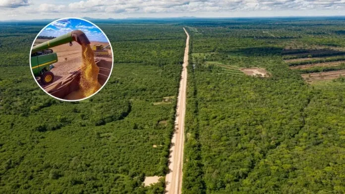 Nova rota da soja vai atravessar floresta ameaçada entre Brasil e Bolívia com aval de magnatas do agro