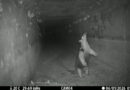 Passagens para animais selvagens e tecnologia protegem a biodiversidade do Corredor Bioceânico