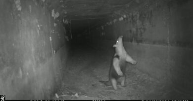 Passagens para animais selvagens e tecnologia protegem a biodiversidade do Corredor Bioceânico