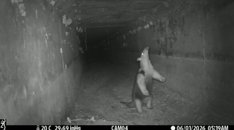 Passagens para animais selvagens e tecnologia protegem a biodiversidade do Corredor Bioceânico